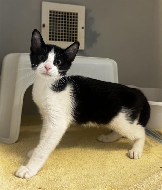 Enlarge HALF BAKED, a Adoptable Domestic Short Hair in Statesville, NC image 1/1