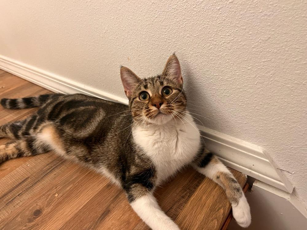 Enlarge Sparrow, a Adoptable mixed breed in Moses Lake, WA image 1/3