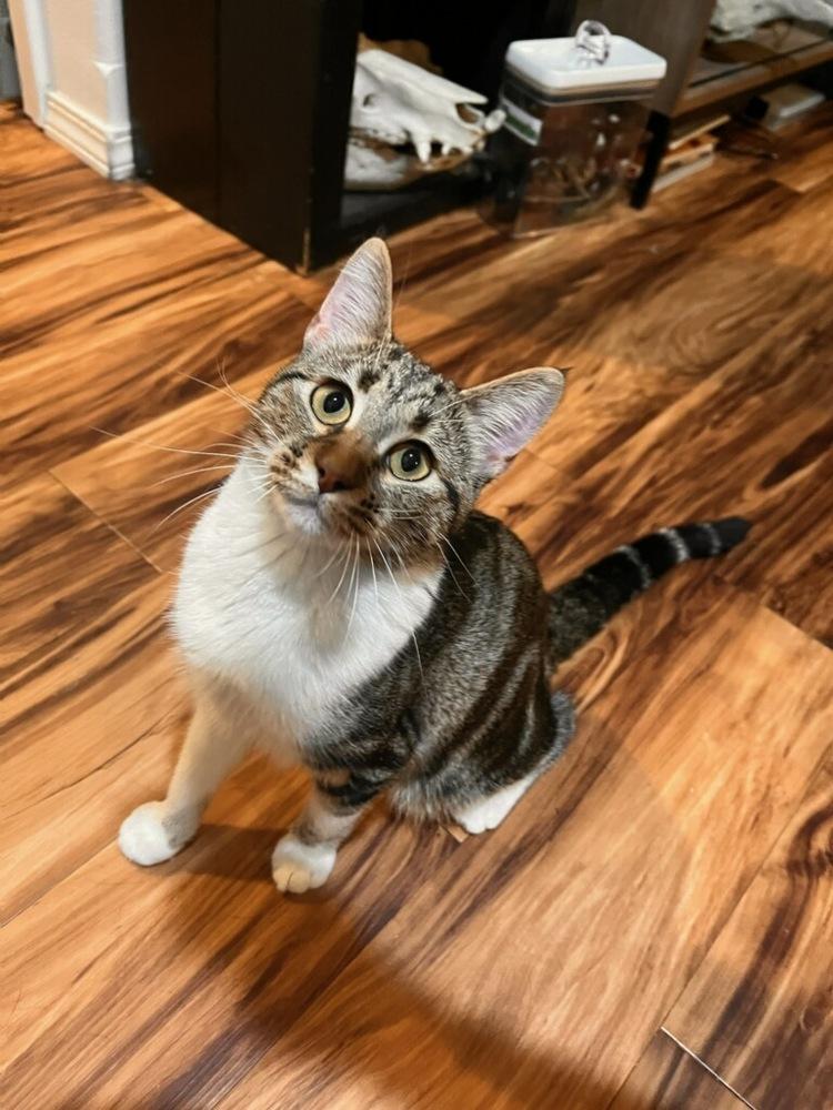 Enlarge Sparrow, a Adoptable mixed breed in Moses Lake, WA image 2/3