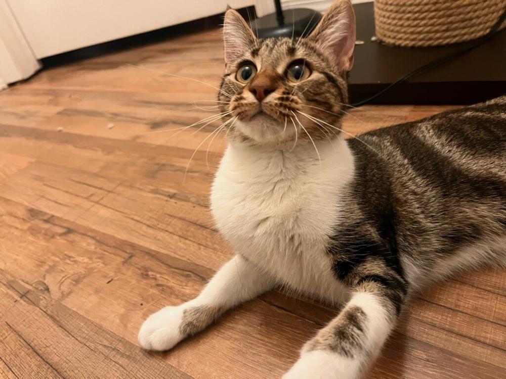 Enlarge Sparrow, a Adoptable mixed breed in Moses Lake, WA image 3/3