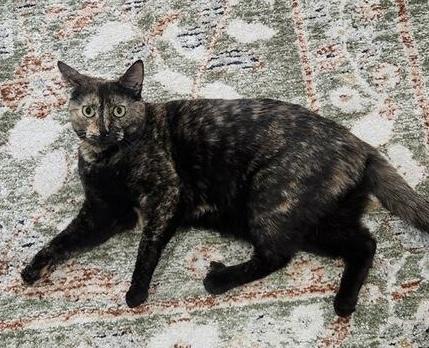 Enlarge Mocha, a Adoptable Domestic Short Hair in East Hanover, NJ image 2/2