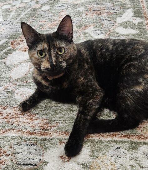 Mocha, Adoptable, Adult Female Domestic Short Hair.