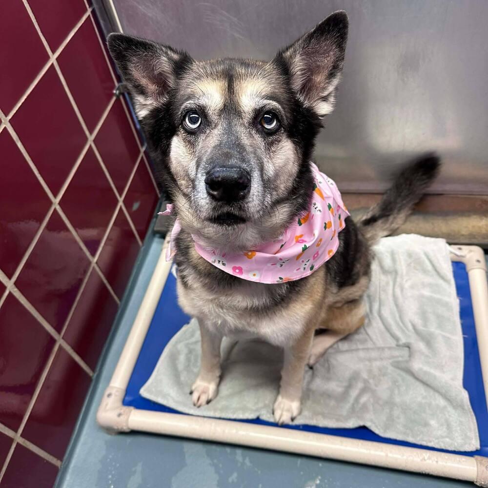 Enlarge Bibi, a Adoptable mixed breed in Commerce City, CO image 4/4