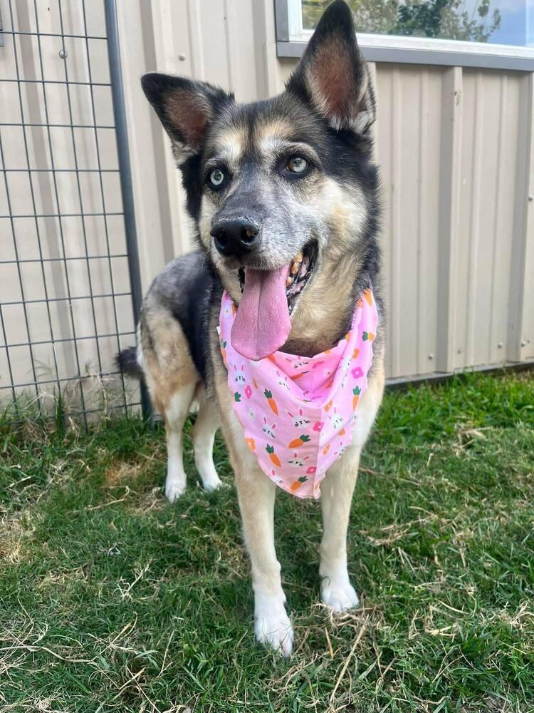 Enlarge Bibi, a Adoptable mixed breed in Commerce City, CO image 2/4