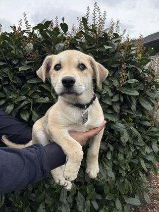 Buck , adopted, Puppy Male Husky.