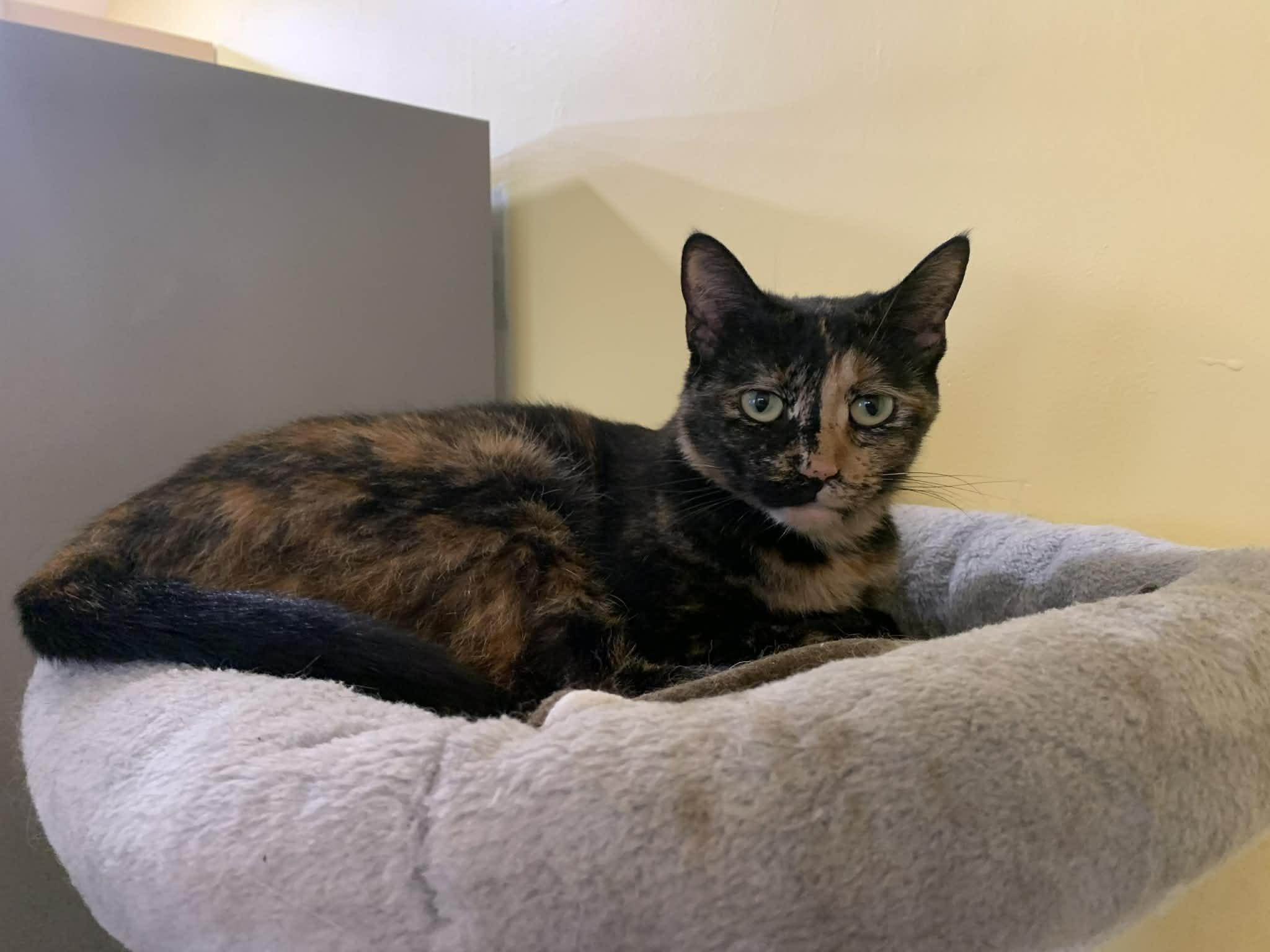 Enlarge Ms Kitty, a ADOPTABLE Domestic Short Hair in Battle Creek, MI image 2/3