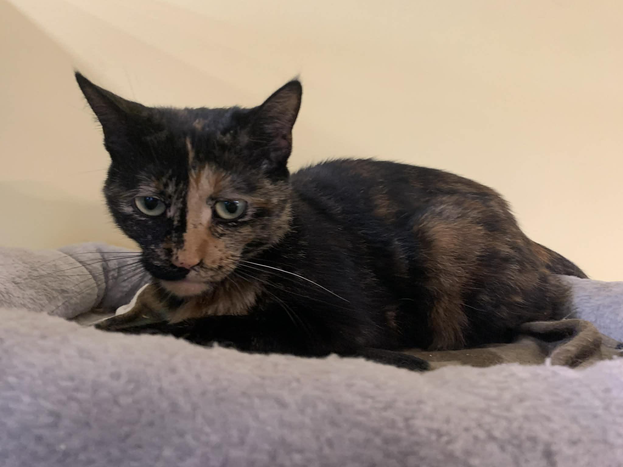 Enlarge Ms Kitty, a ADOPTABLE Domestic Short Hair in Battle Creek, MI image 3/3