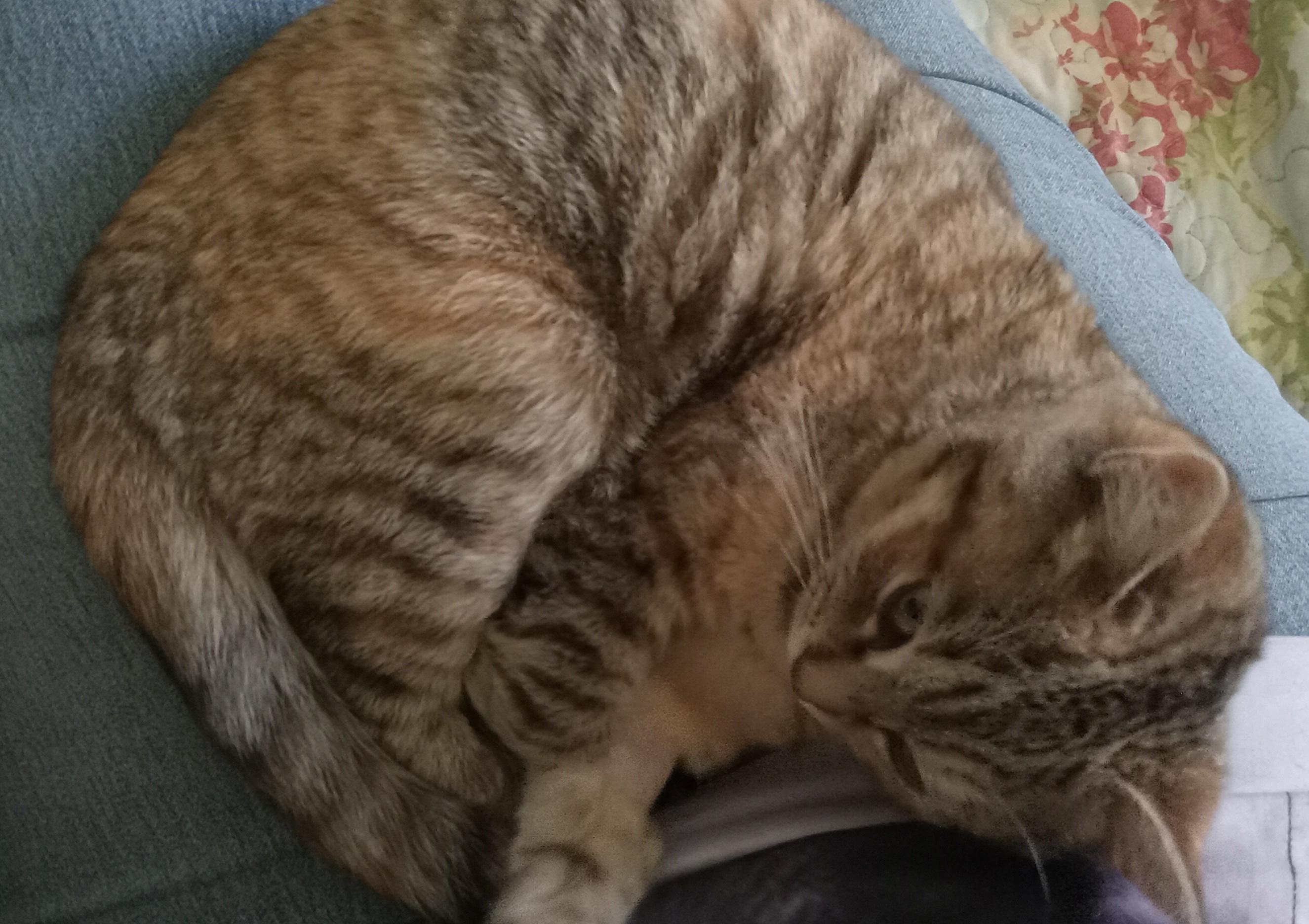 Atalanta, a ADOPTABLE Domestic Short Hair in Grifton, NC image 2/4