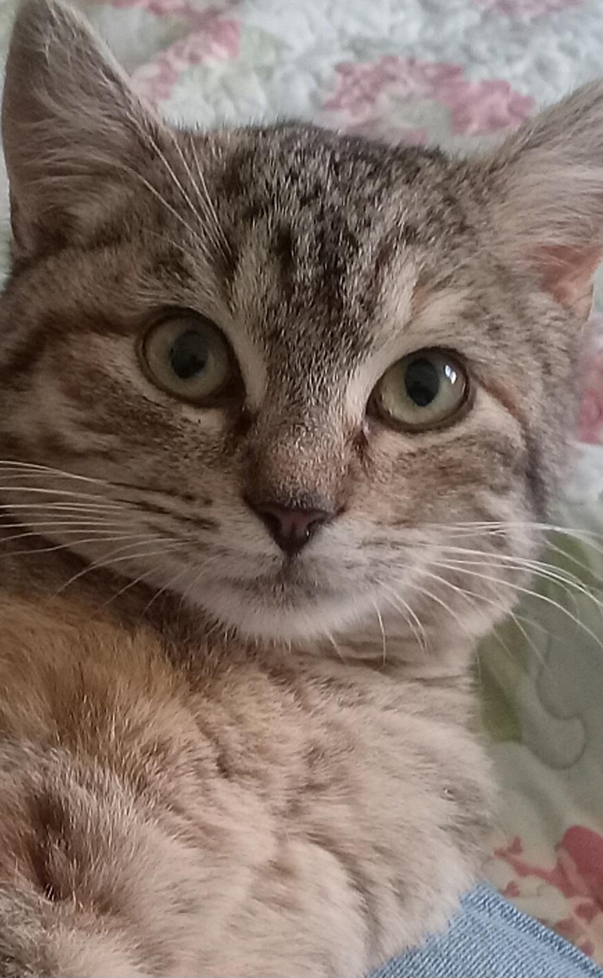 Atalanta, a ADOPTABLE Domestic Short Hair in Grifton, NC image 3/4