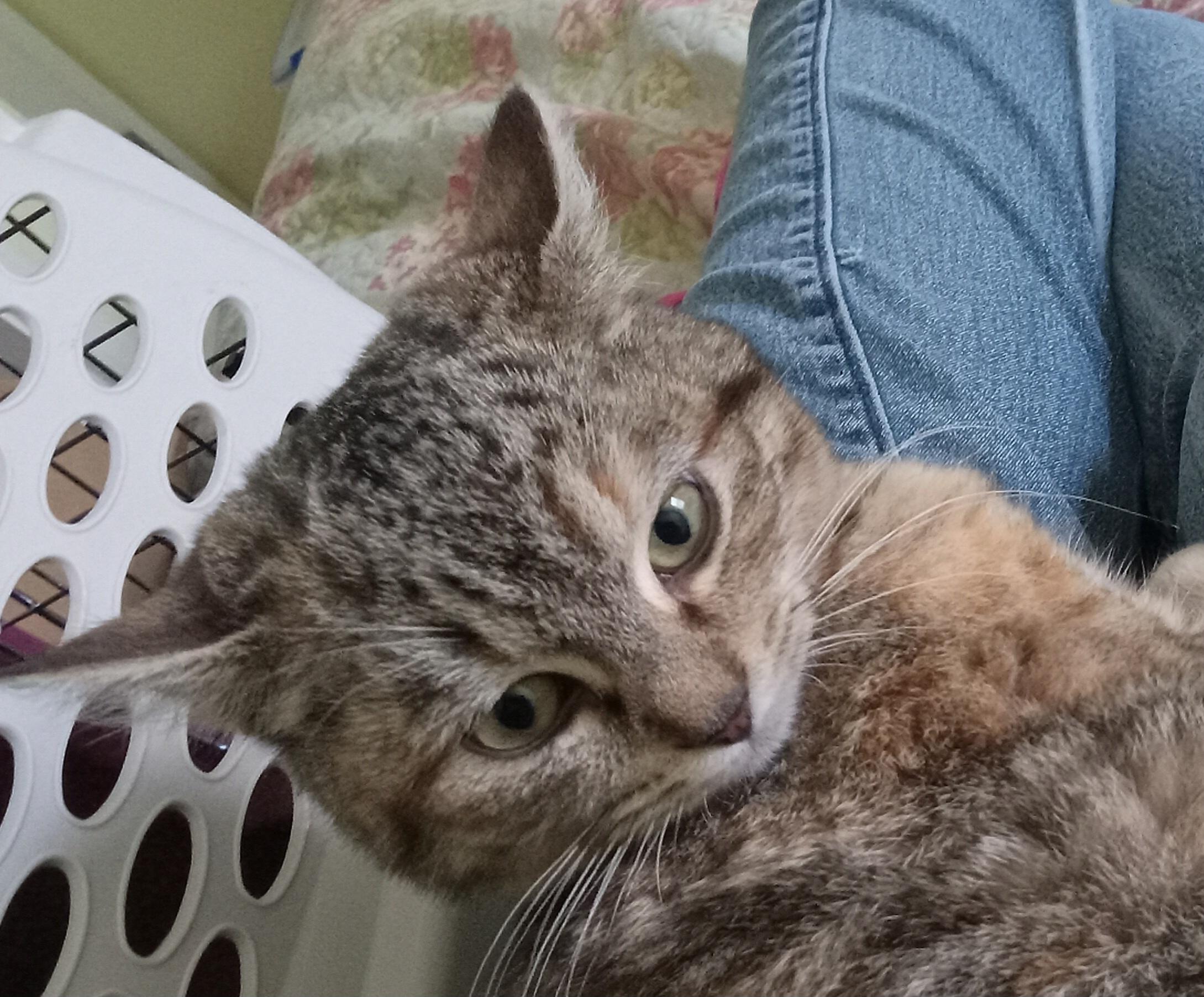 Enlarge Atalanta, a Adoptable Domestic Short Hair in Grifton, NC image 3/3