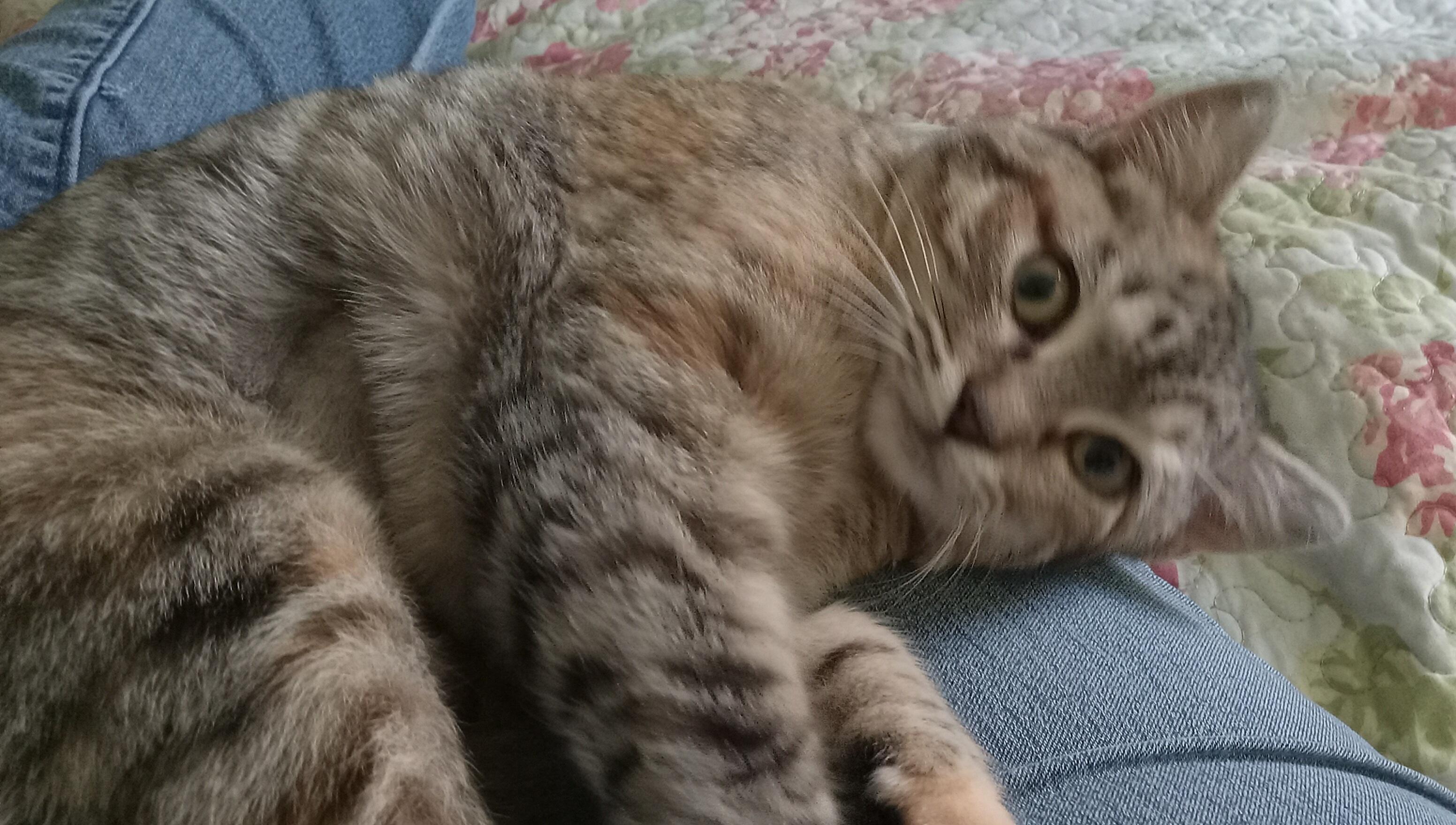 Atalanta, a ADOPTABLE Domestic Short Hair in Grifton, NC image 1/4