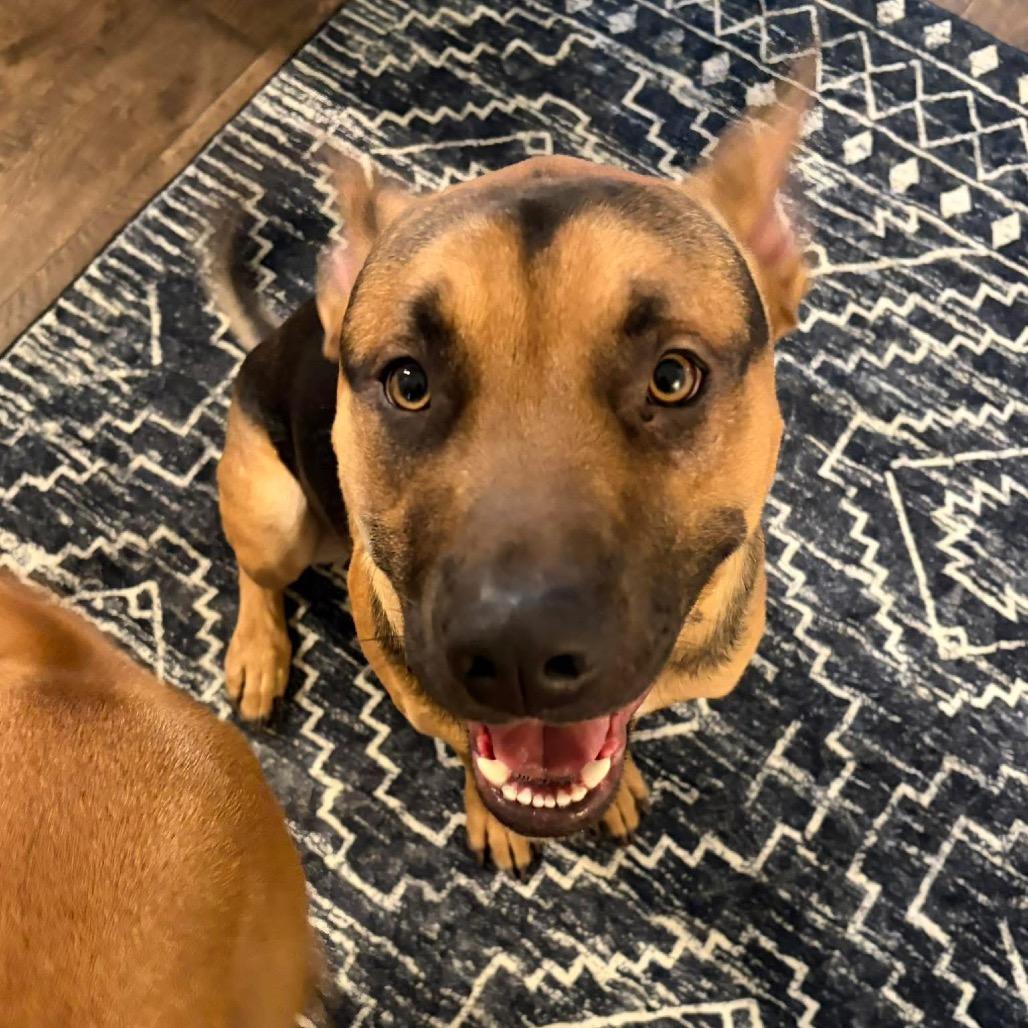 Guinness Irish, Adoptable, Young Male Mixed Breed.