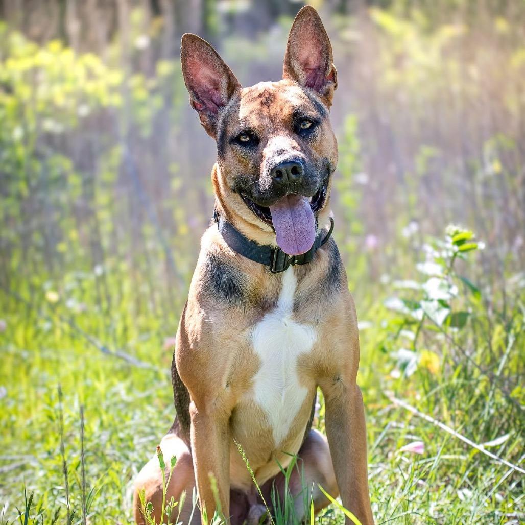 Enlarge Guinness Irish, a Adoptable Mixed Breed in Allen, TX image 4/6