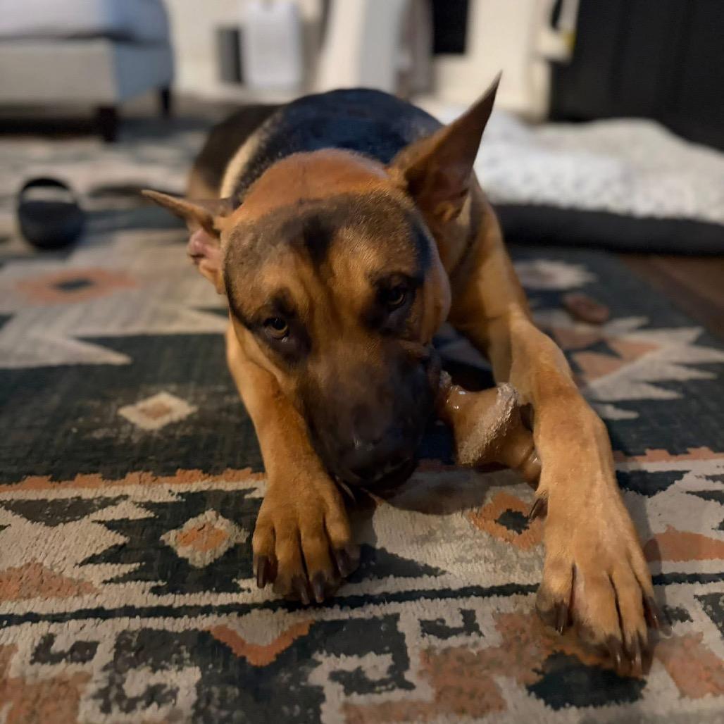 Enlarge Guinness Irish, a Adoptable Mixed Breed in Allen, TX image 6/6