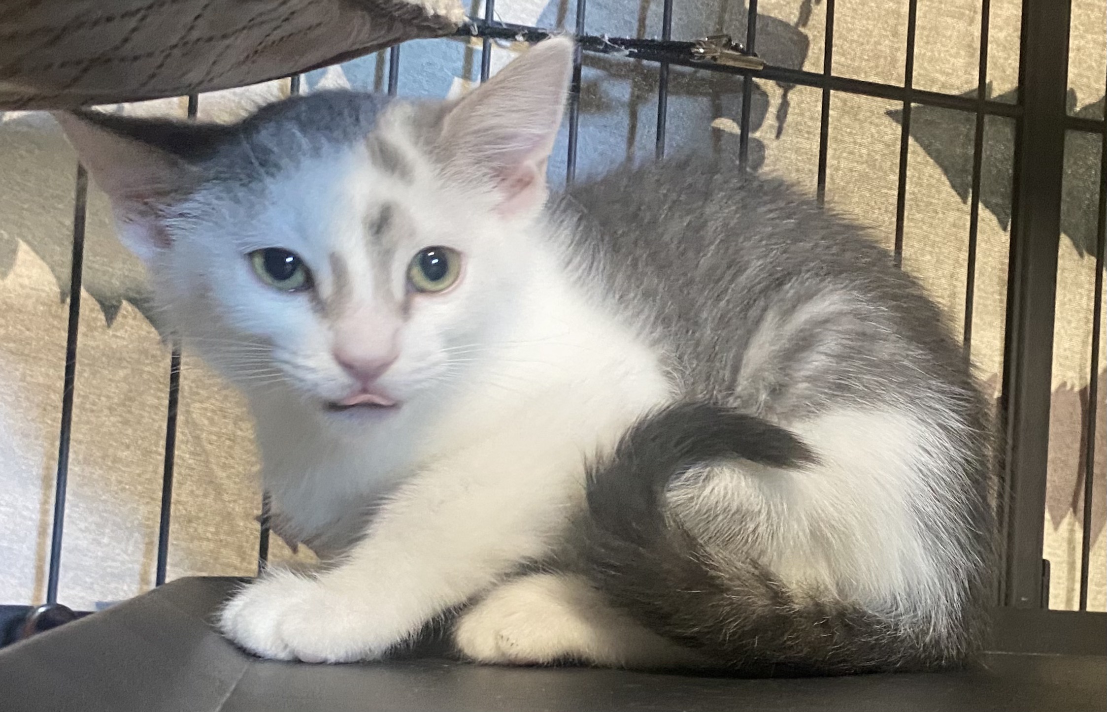 Cat for adoption Dorothy, a Domestic Short Hair in York, PA Petfinder