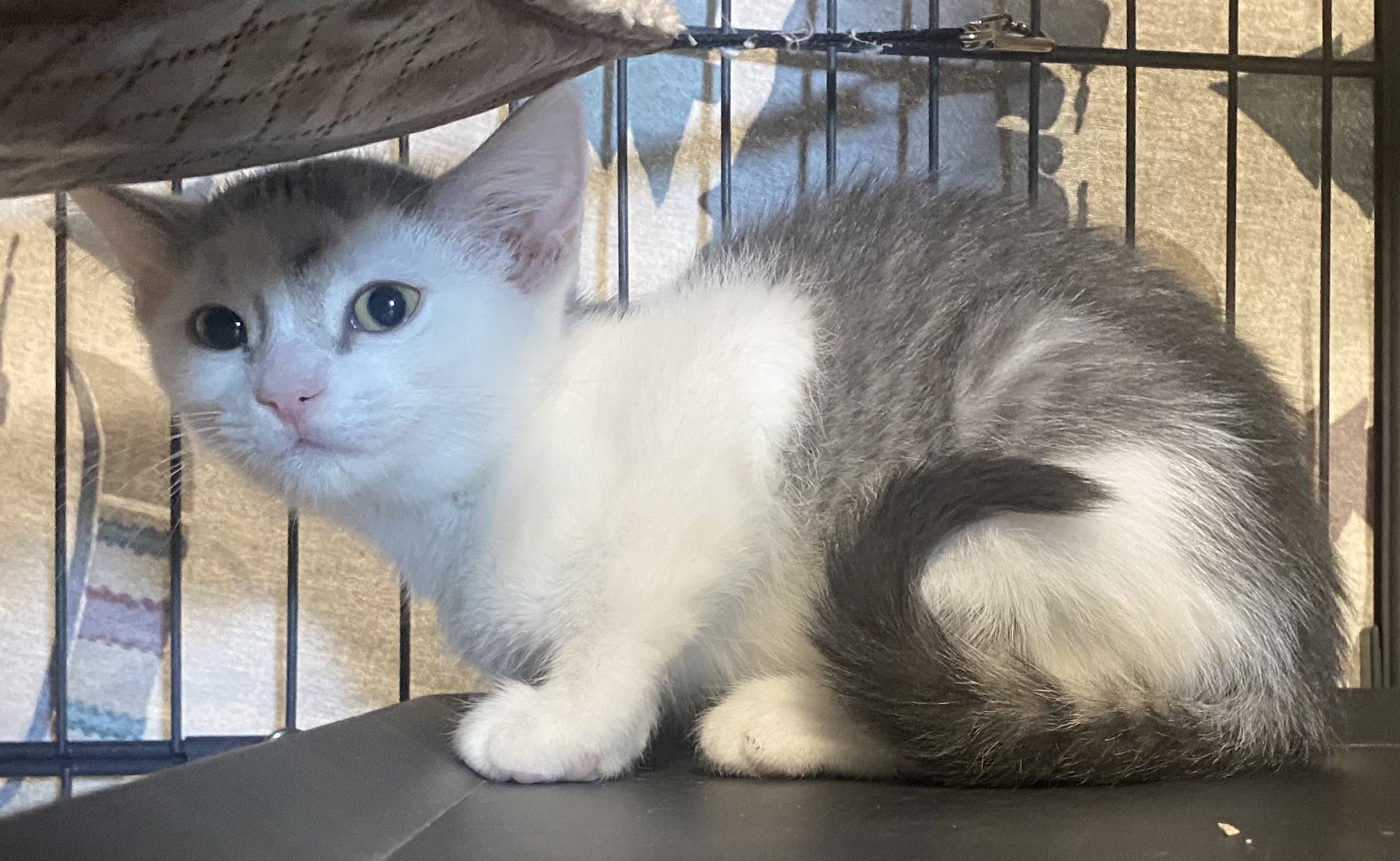 Cat for adoption Dorothy, a Domestic Short Hair in York, PA Petfinder