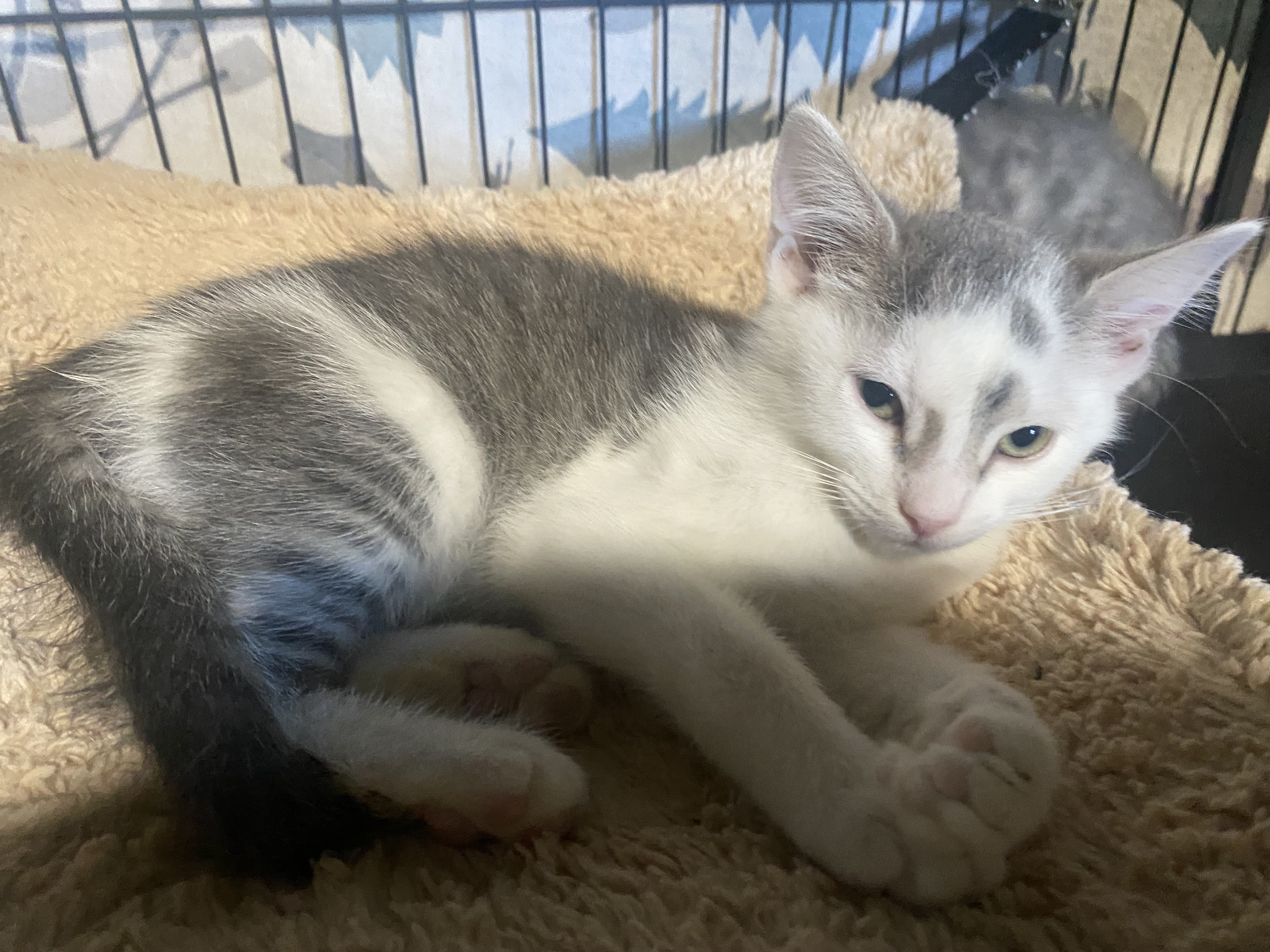 Cat for adoption Dorothy, a Domestic Short Hair in York, PA Petfinder