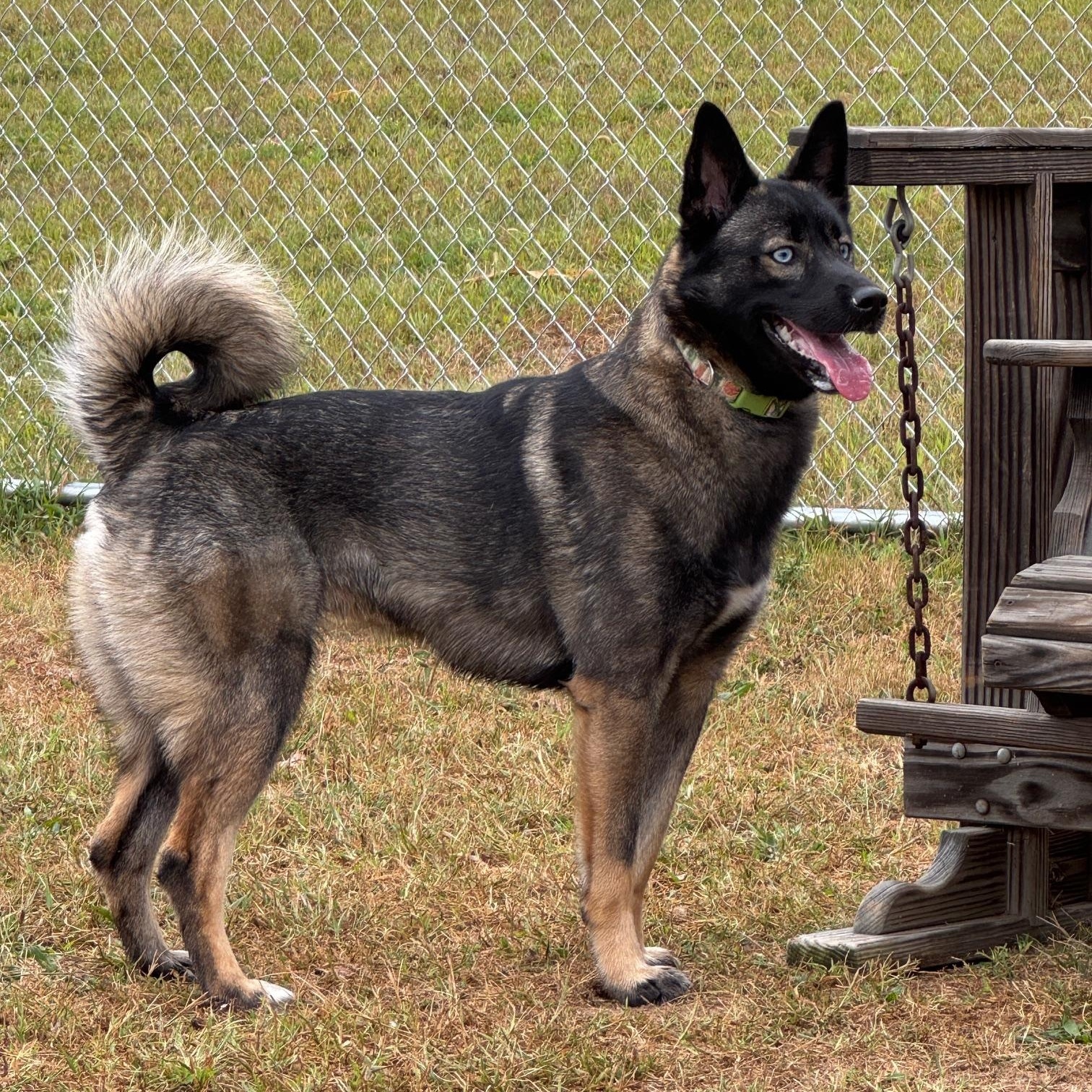 Enlarge Xena, a Adoptable mixed breed in Chambersburg, PA image 1/1