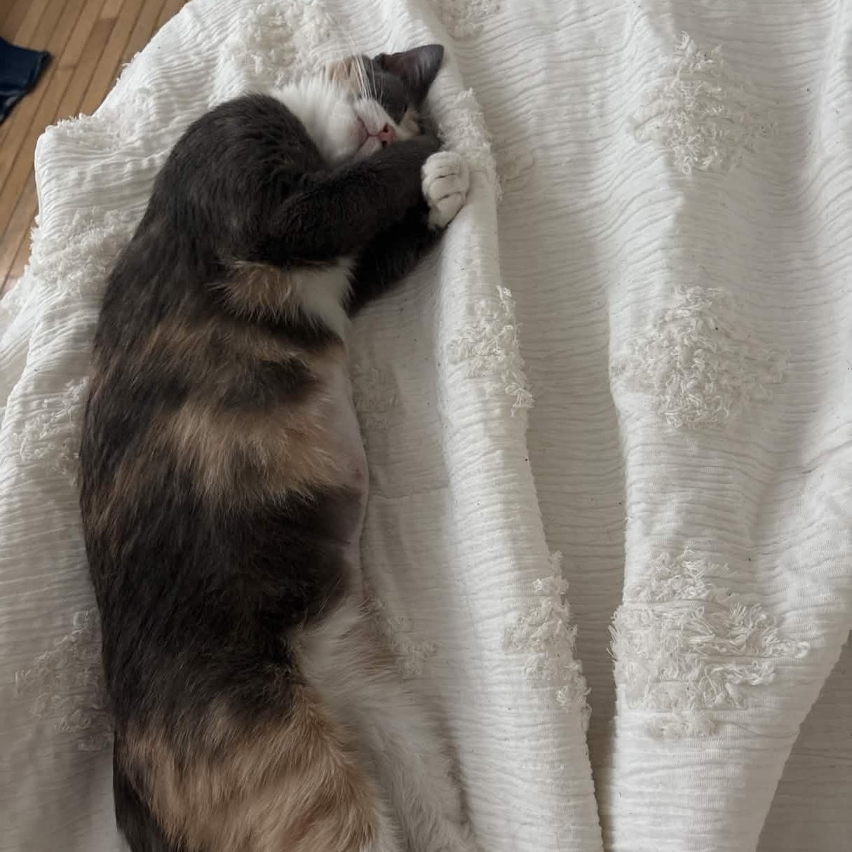 Enlarge Willow, an adopted Domestic Short Hair in Weehawken, NJ image 2/6