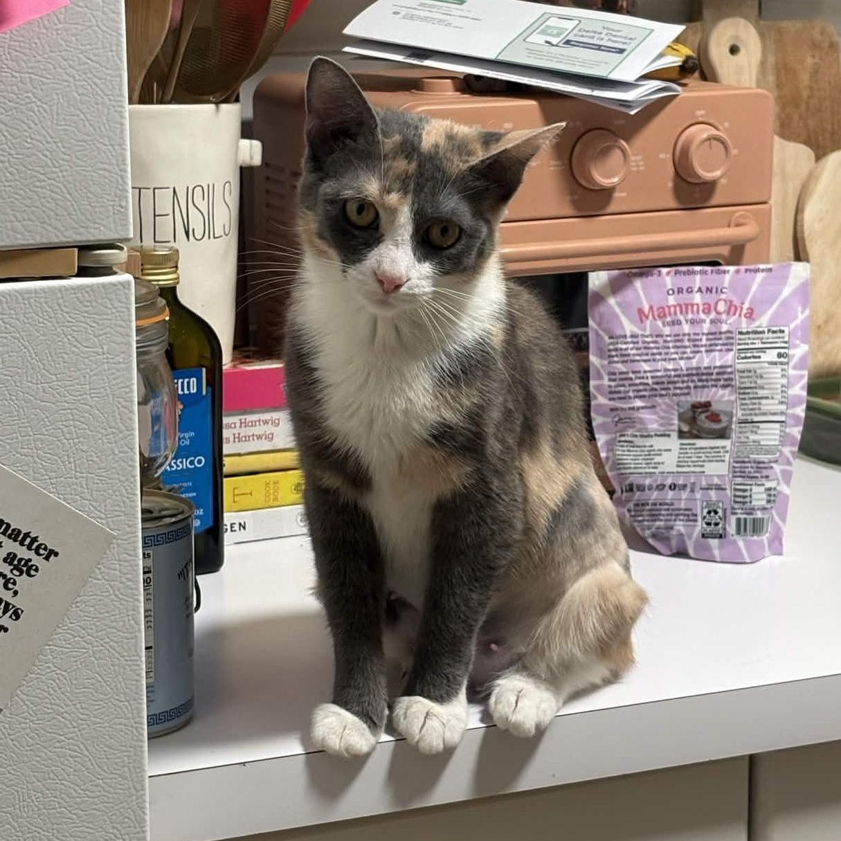 Willow, adopted, Young Female Domestic Short Hair.