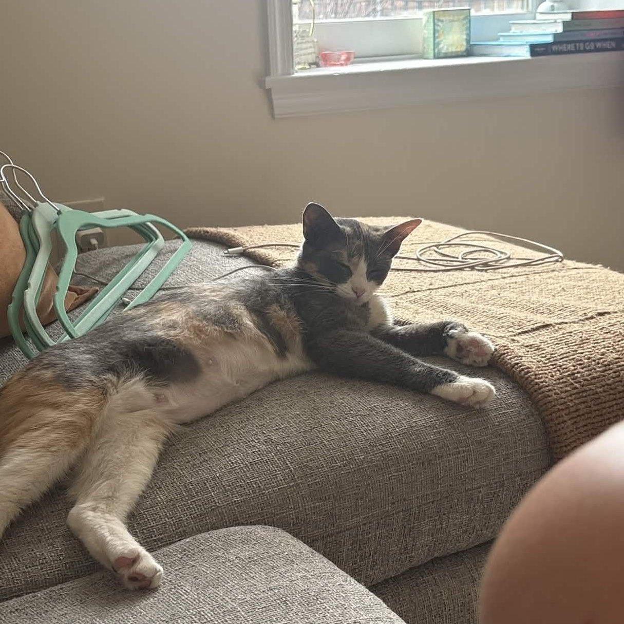 Enlarge Willow, an adopted Domestic Short Hair in Weehawken, NJ image 6/6