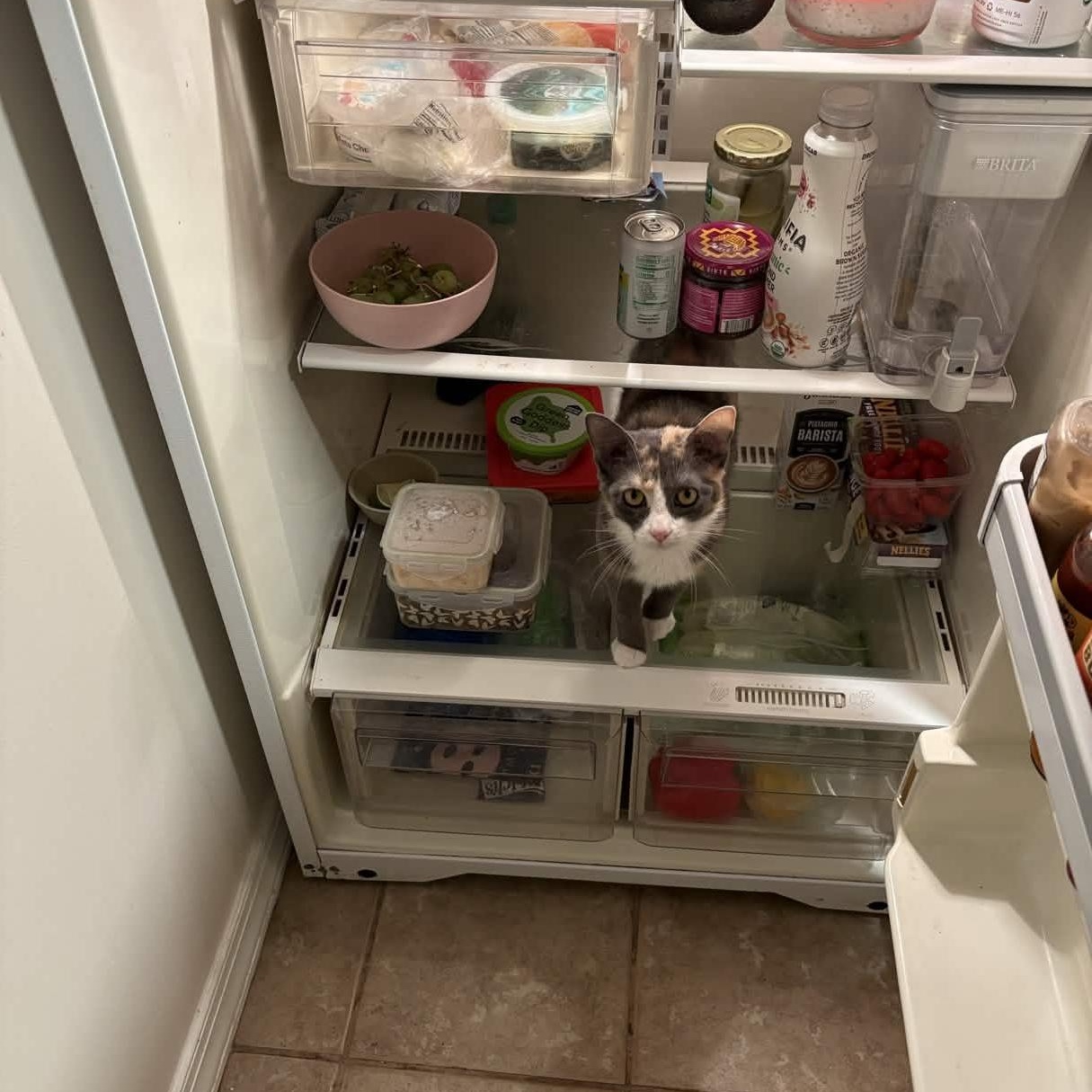 Enlarge Willow, an adopted Domestic Short Hair in Weehawken, NJ image 5/6