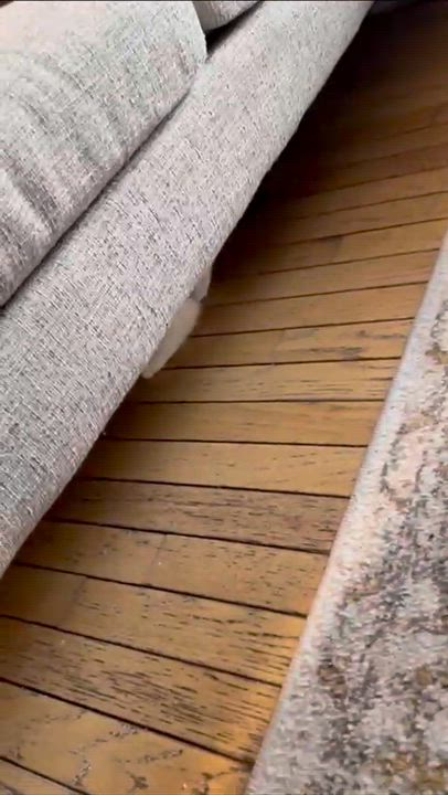 Enlarge Willow, an adopted Domestic Short Hair in Weehawken, NJ video 3/6