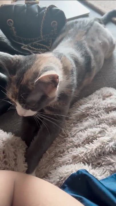 Enlarge Willow, an adopted Domestic Short Hair in Weehawken, NJ video 4/6