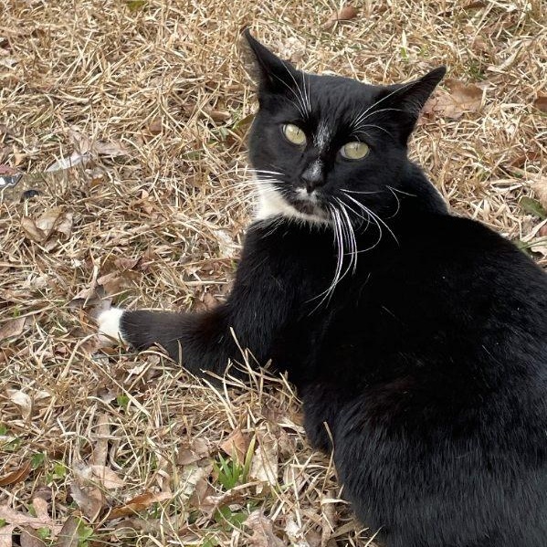 Enlarge Sparks, a Adoptable Domestic Short Hair in Concord, NC image 3/4