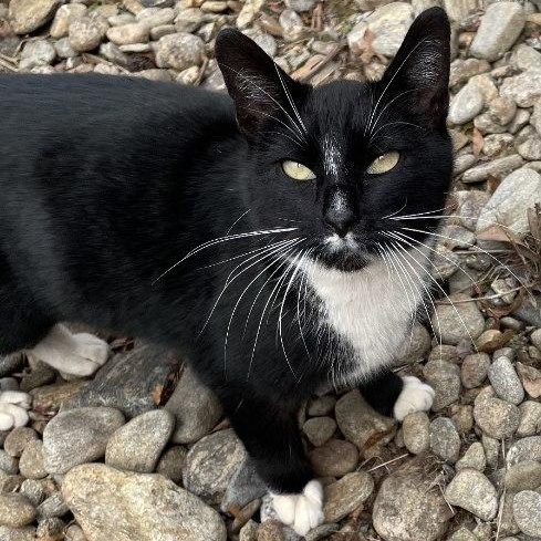 Sparks, Adoptable, Adult Female Domestic Short Hair.