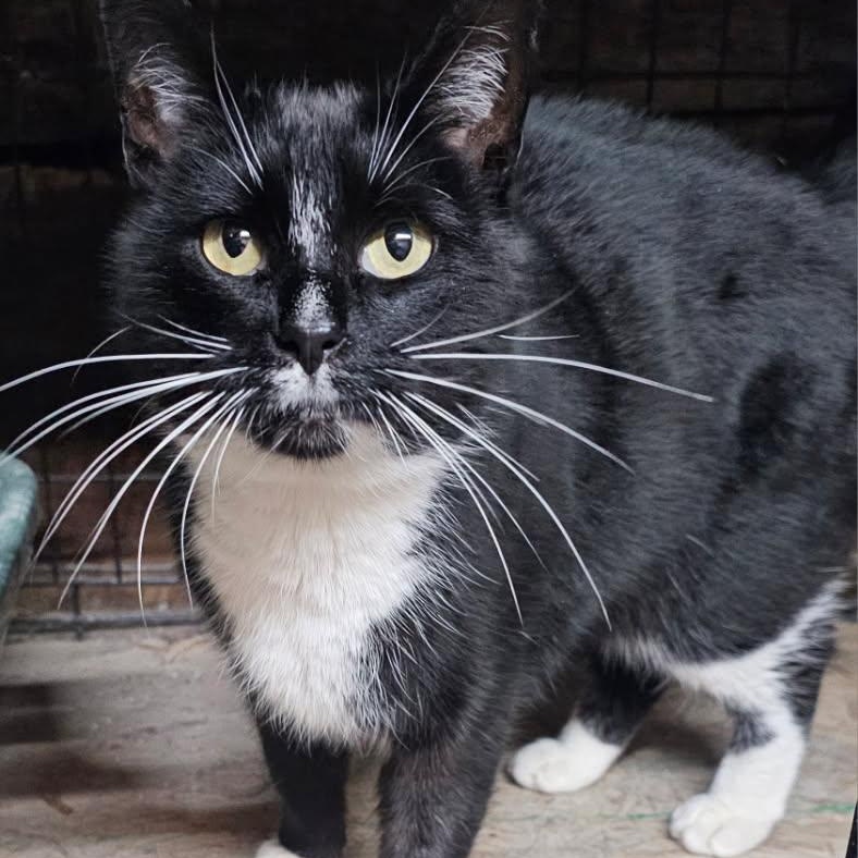 Enlarge Sparks, a Adoptable Domestic Short Hair in Concord, NC image 4/4