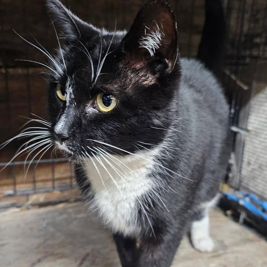 Enlarge Sparks, a Adoptable Domestic Short Hair in Concord, NC image 2/4