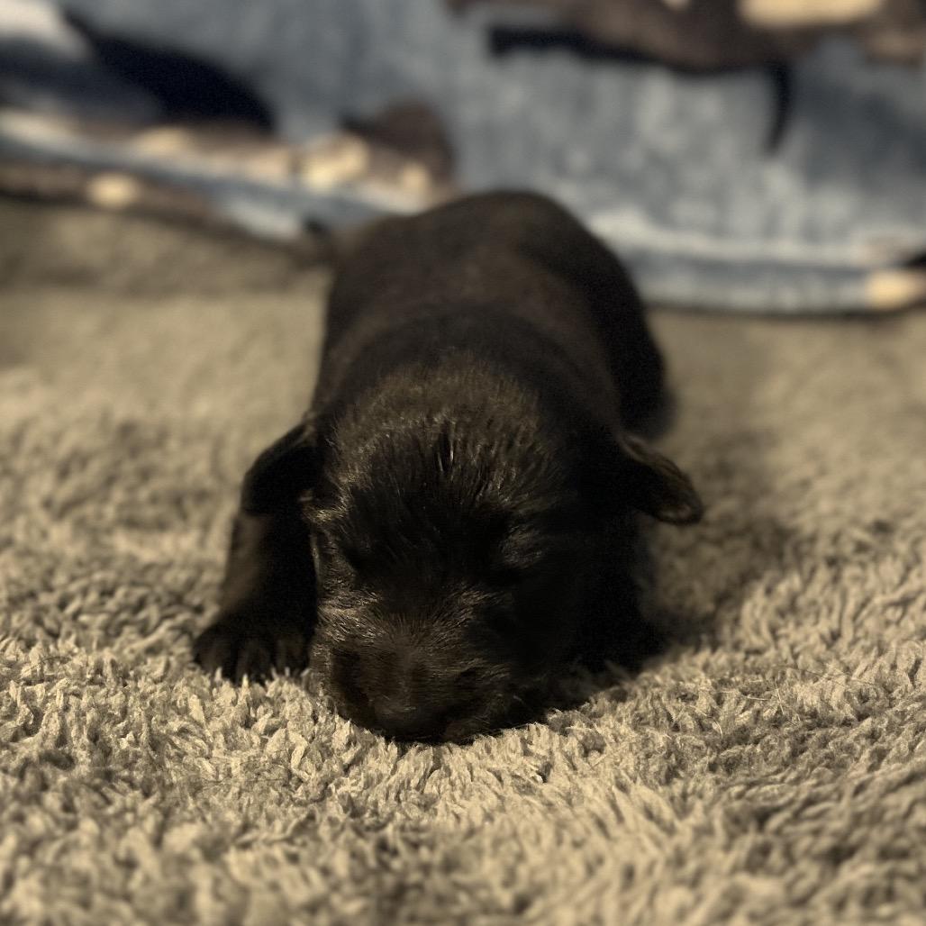 Olympia, Adoptable, Puppy Female Australian Shepherd & Rat Terrier.