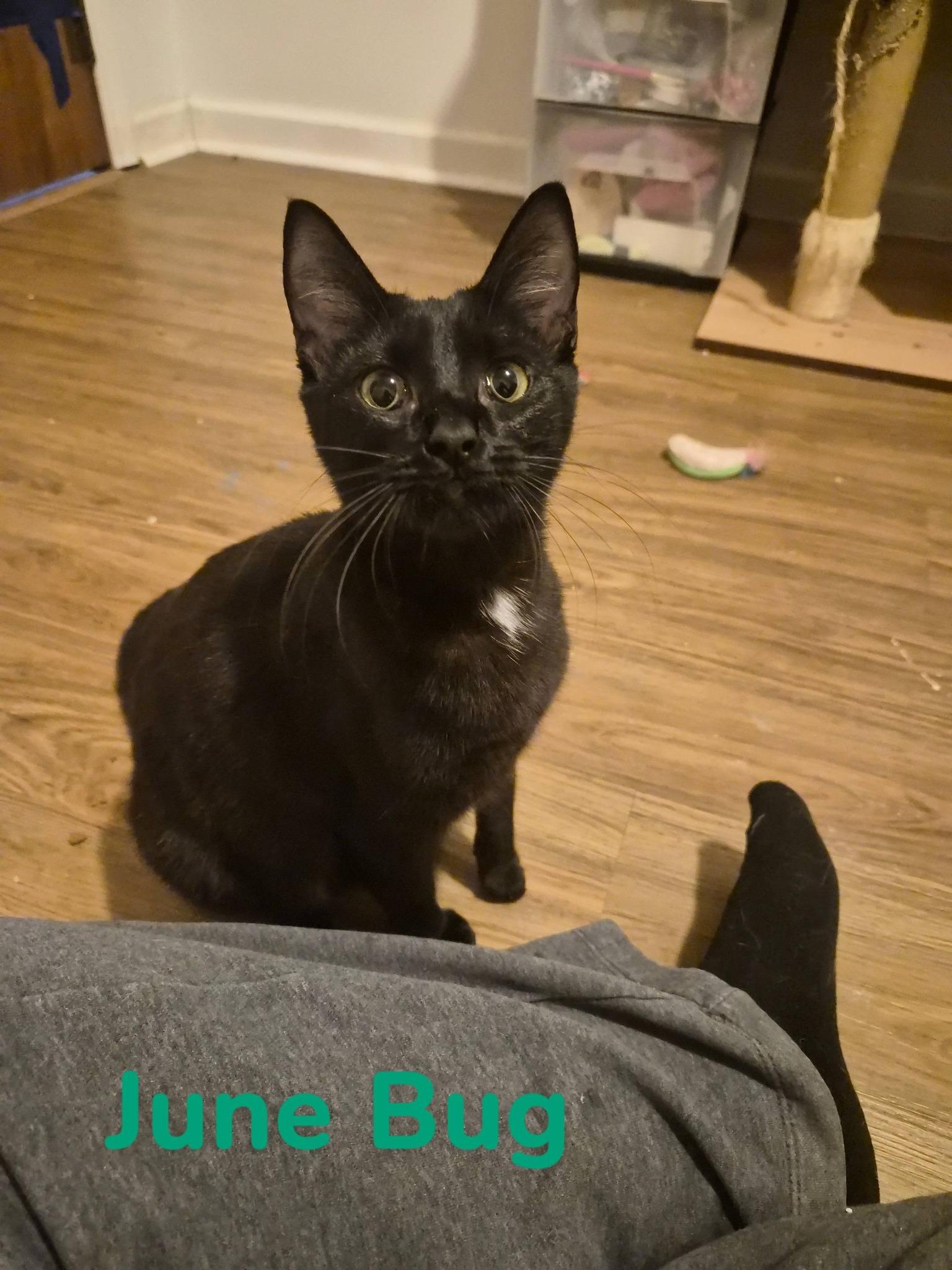 June Bug, a ADOPTABLE Domestic Short Hair in Clarksville, TN image 2/2
