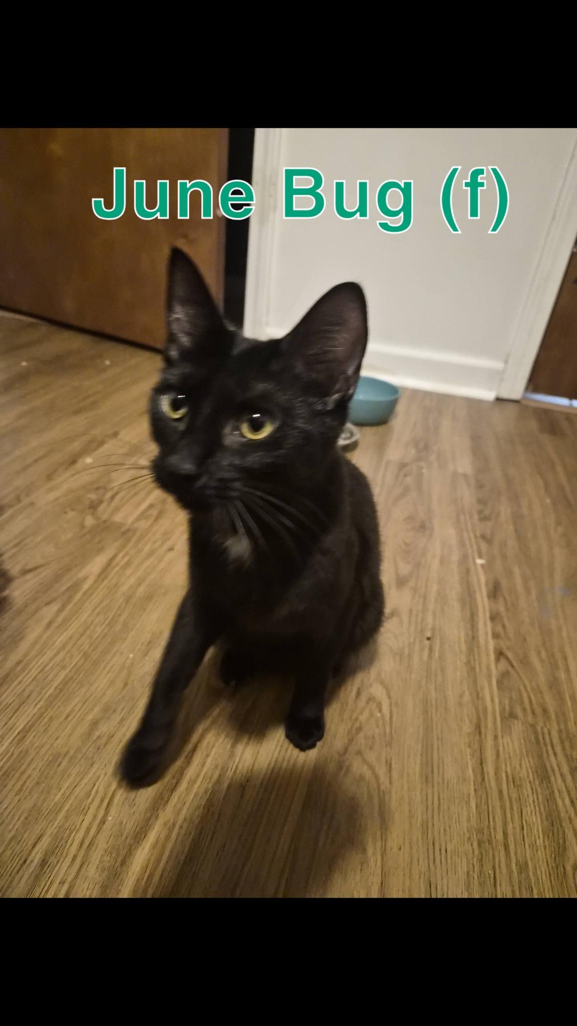 June Bug, ADOPTABLE, Kitten Female Domestic Short Hair.