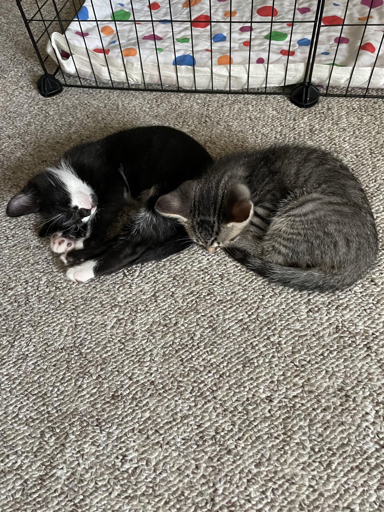 Enlarge Ace, a Adoptable Domestic Medium Hair in Tonawanda, NY image 2/3