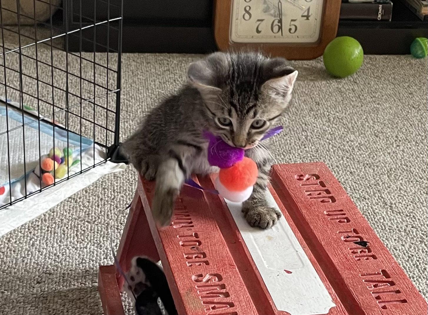Enlarge Ace, a Adoptable Domestic Medium Hair in Tonawanda, NY image 3/3