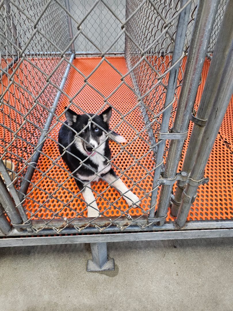 Glory, Adopted, Puppy Female Siberian Husky.