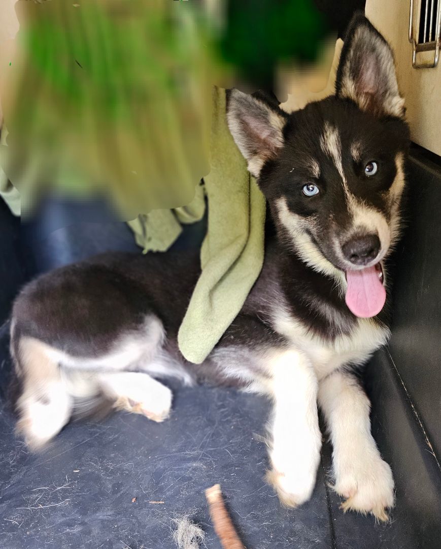 Glory, Adopted, Puppy Female Siberian Husky.