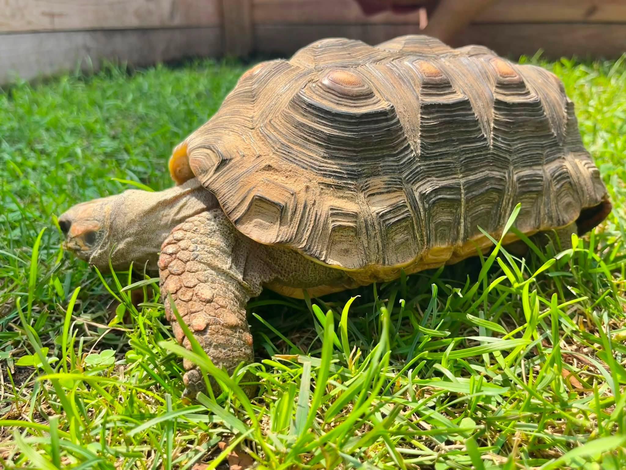 Enlarge Spike, a Adoptable Red Foot in Palmerton, PA image 2/3