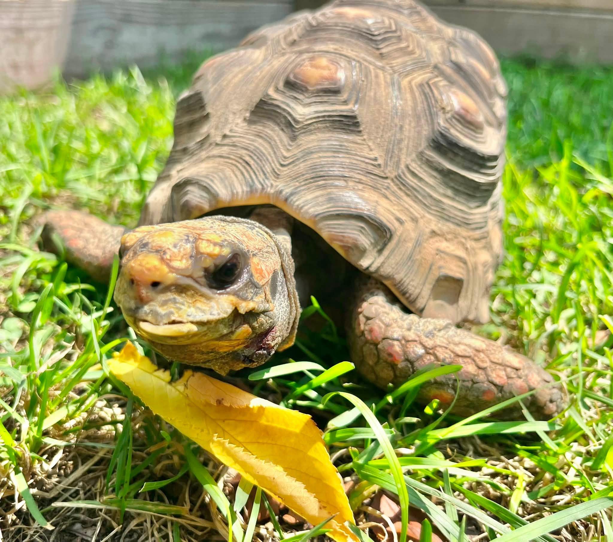 Enlarge Spike, a Adoptable Red Foot in Palmerton, PA image 3/3
