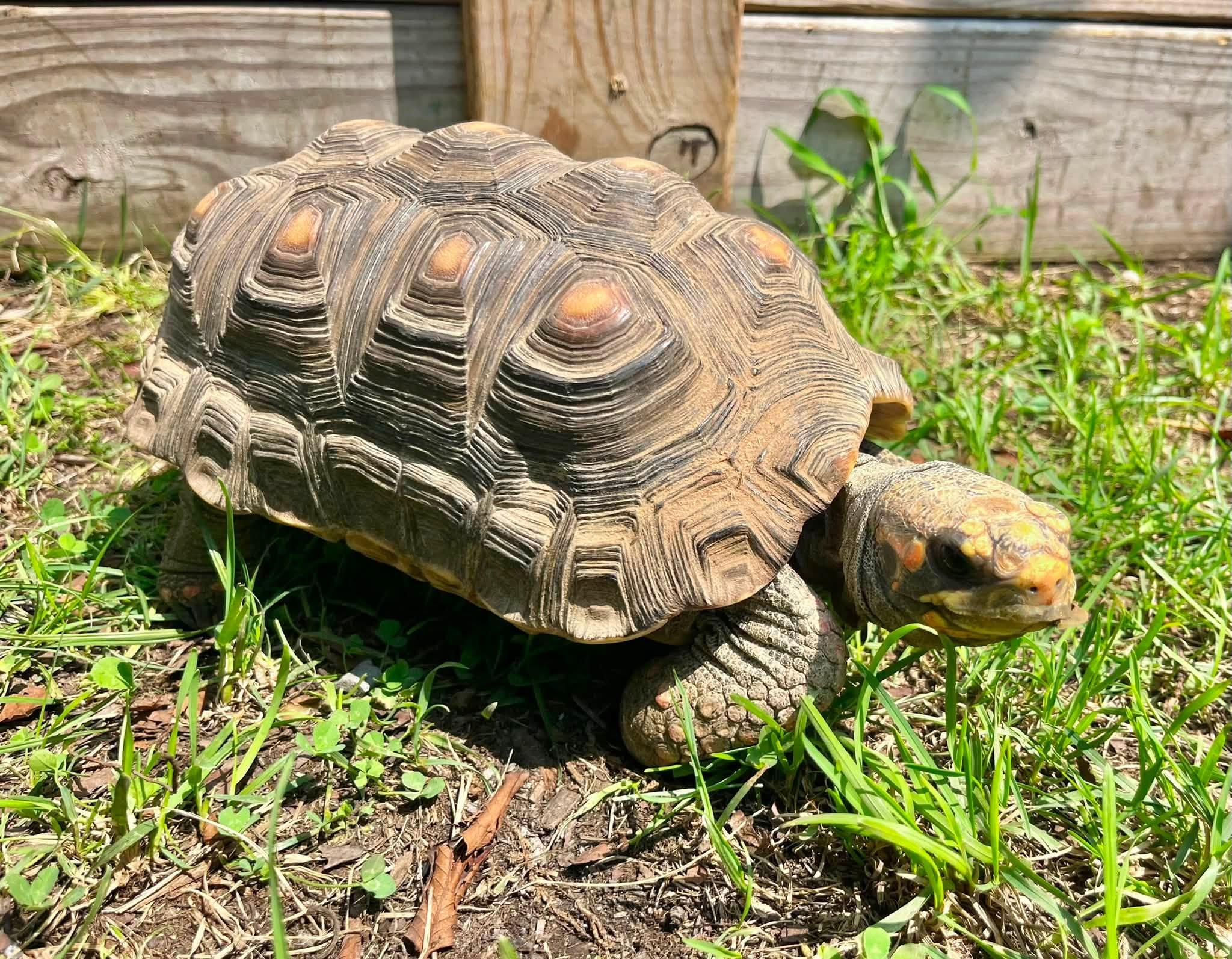 Enlarge Spike, a Adoptable Red Foot in Palmerton, PA image 1/3