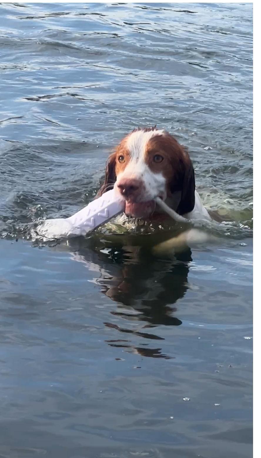 Enlarge Cooper - 20041787 - IA, a Adopted Brittany Spaniel in Sugar Grove, IL image 1/4