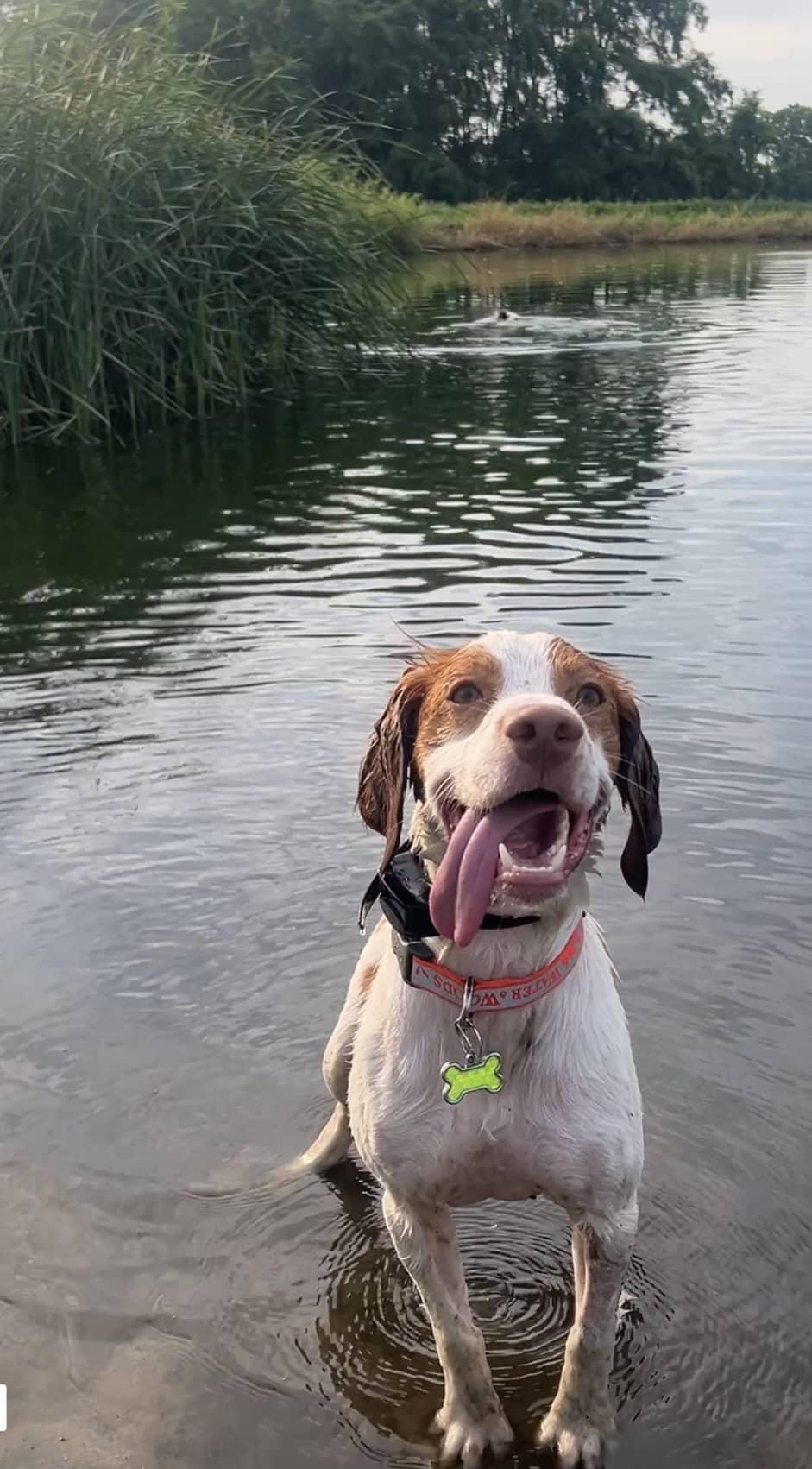 Enlarge Cooper - 20041787 - IA, a Adopted Brittany Spaniel in Sugar Grove, IL image 2/4