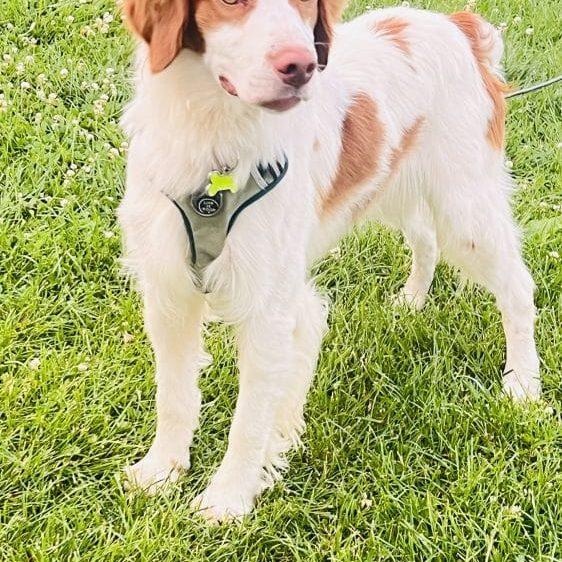 Enlarge Cooper - 20041787 - IA, a Adopted Brittany Spaniel in Sugar Grove, IL image 3/4
