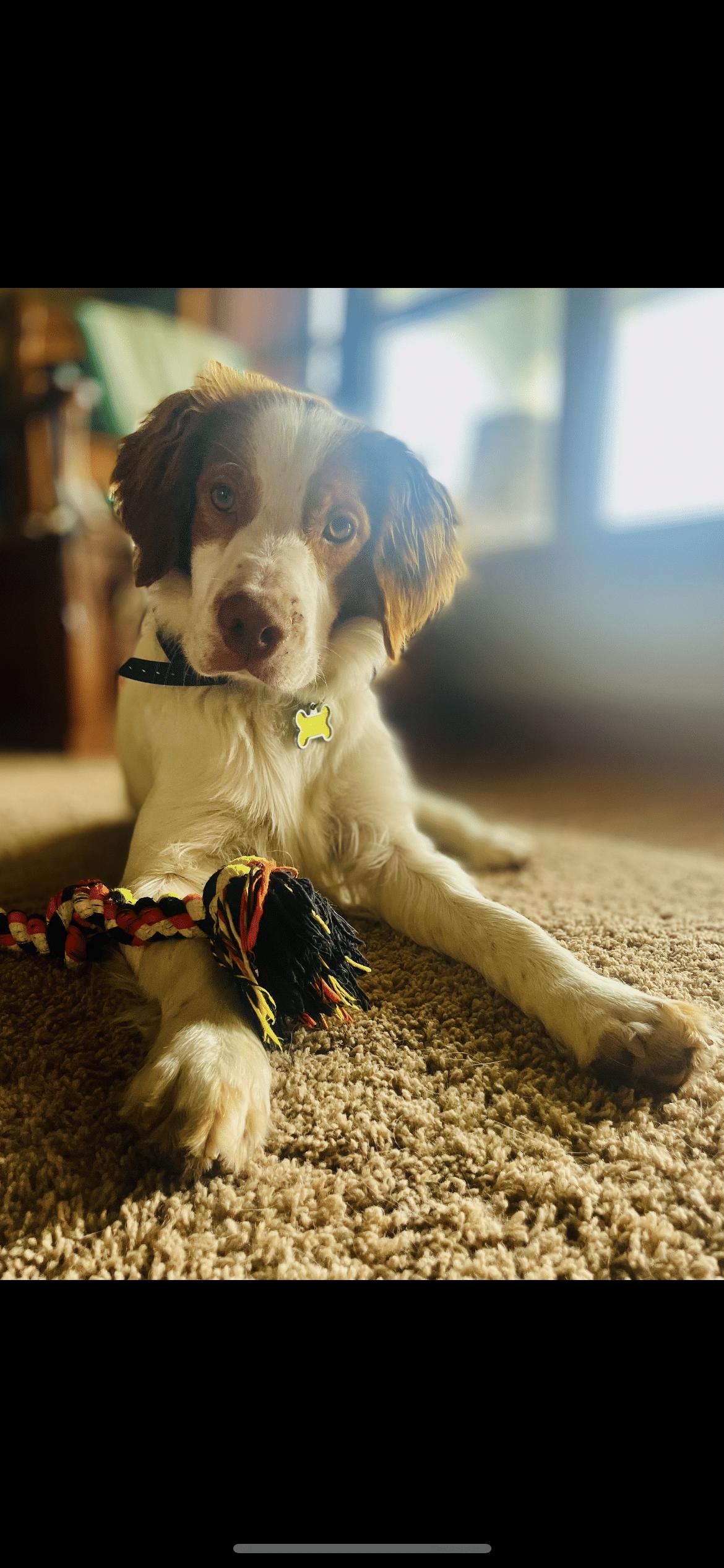 Enlarge Cooper - 20041787 - IA, a Adopted Brittany Spaniel in Sugar Grove, IL image 4/4
