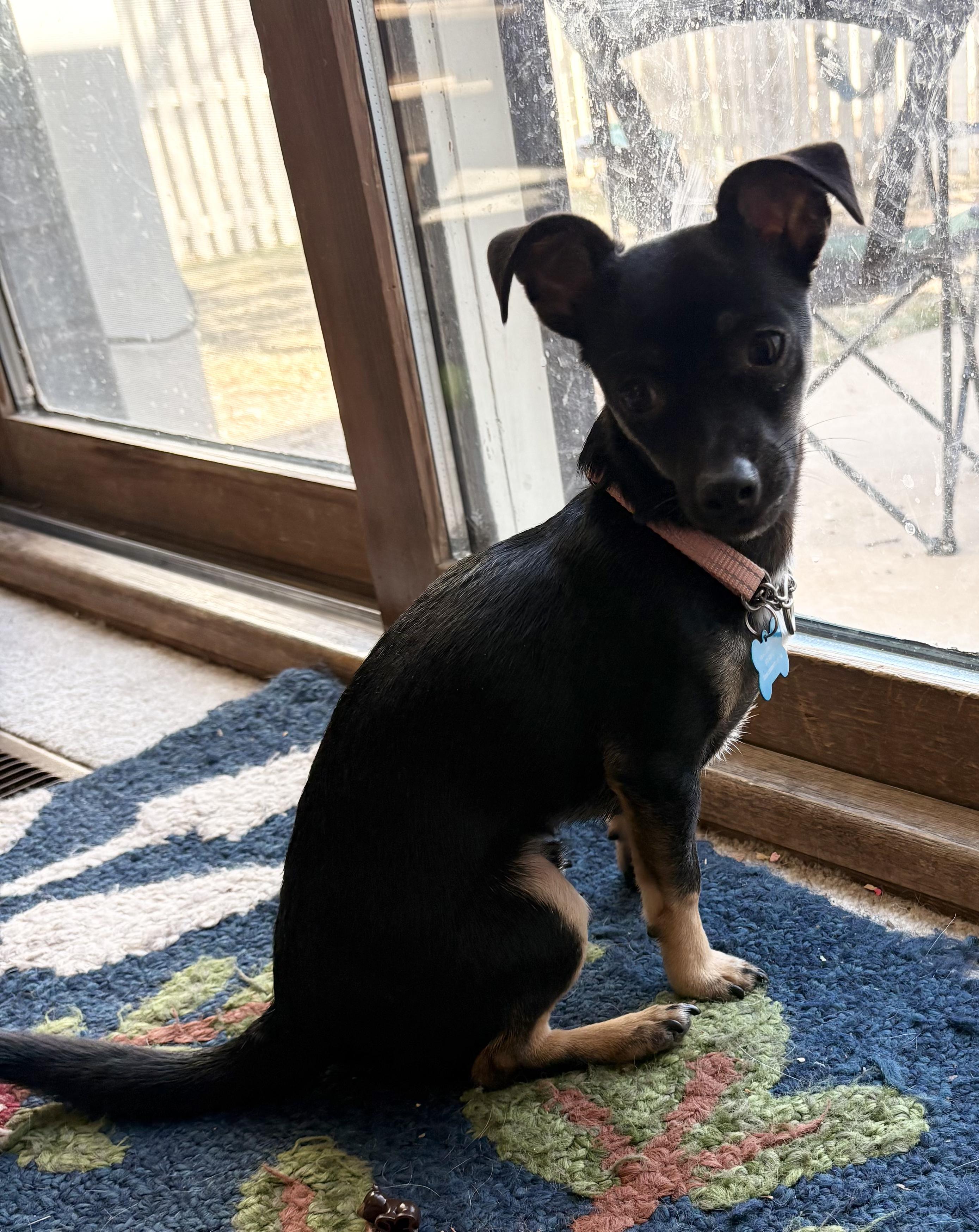 Enlarge Zeke, a ADOPTABLE mixed breed in Fort Collins, CO image 5/6