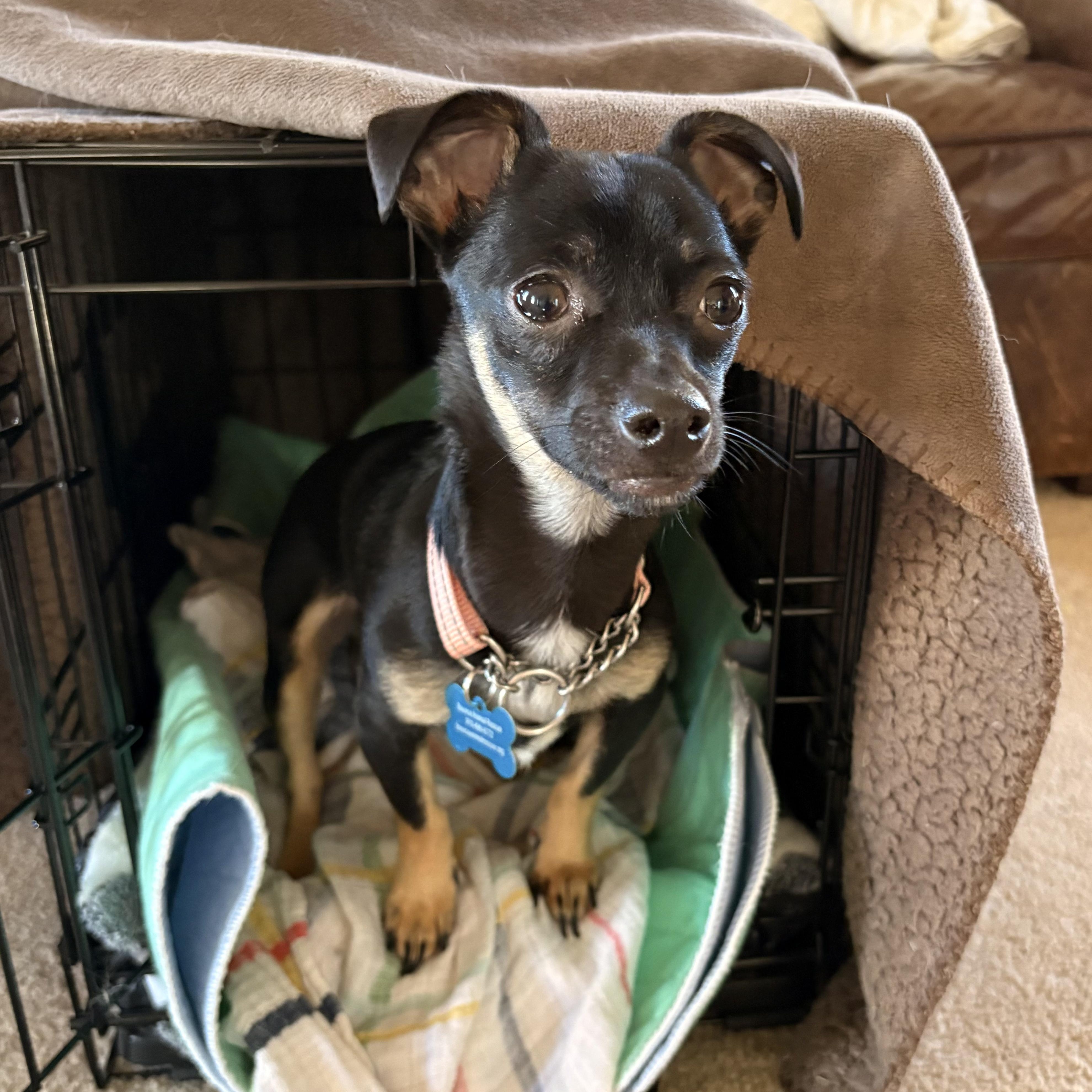 Zeke, ADOPTABLE, Young Male Chihuahua.