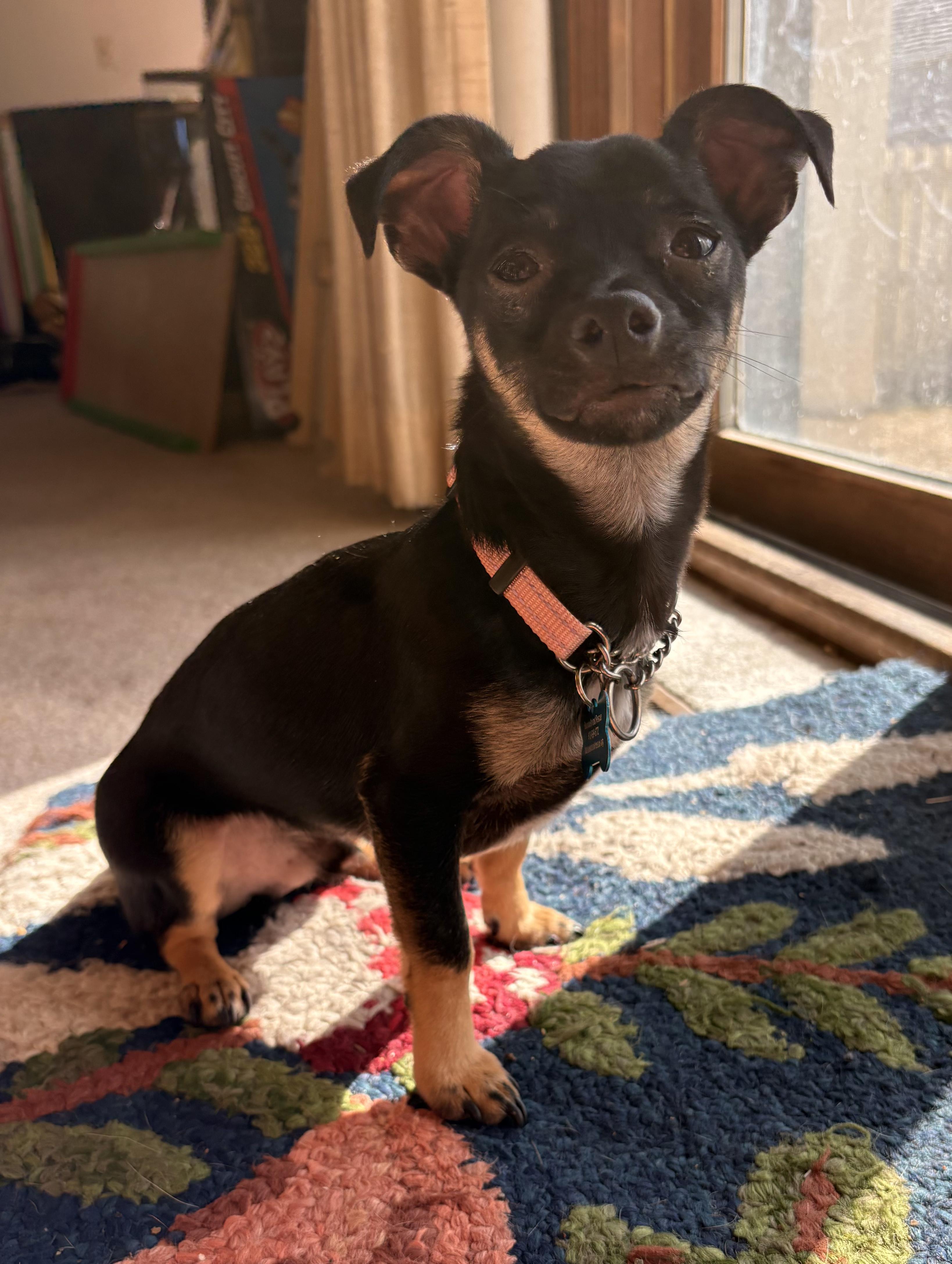 Enlarge Zeke, a ADOPTABLE mixed breed in Fort Collins, CO image 2/6