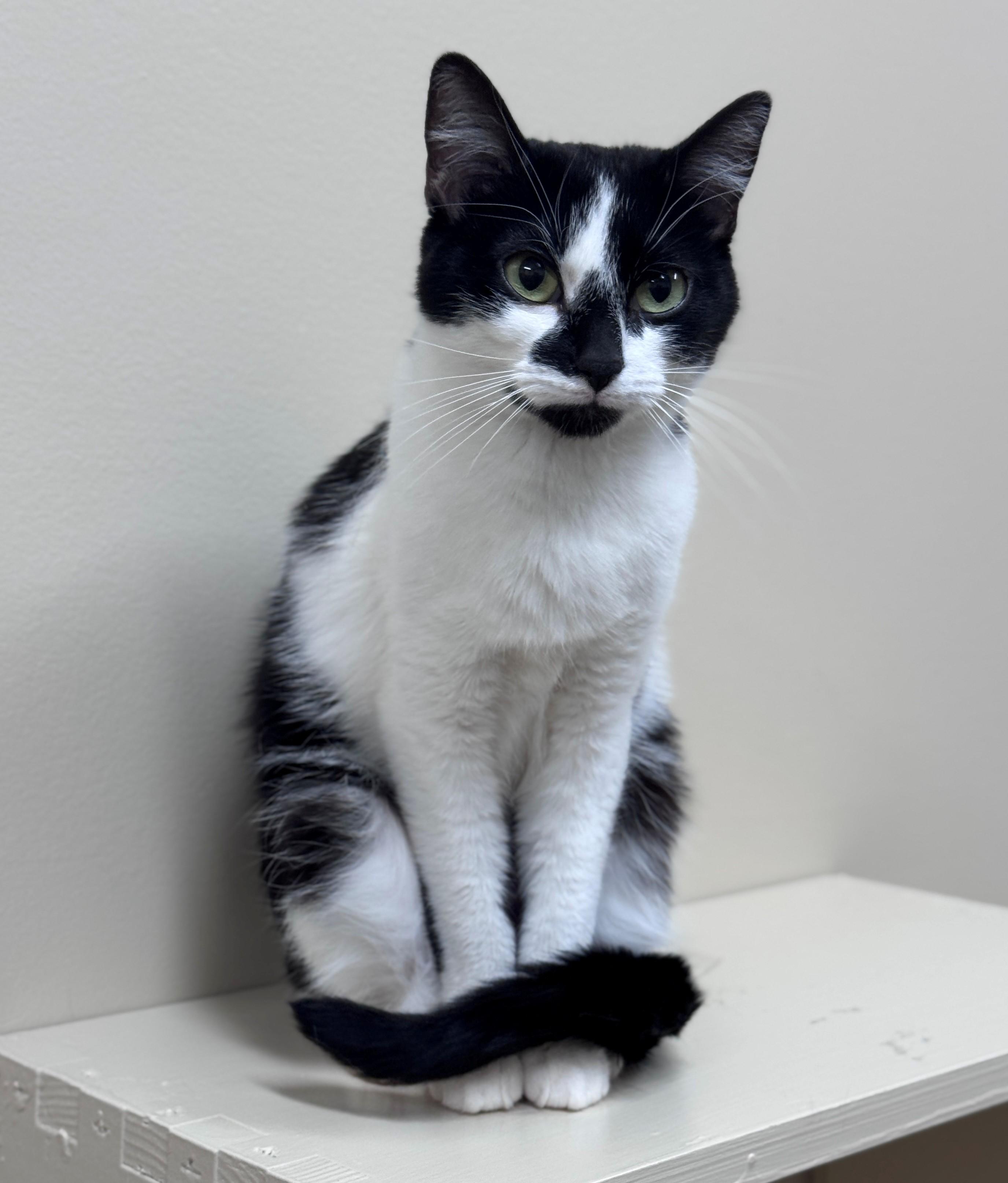 Enlarge Aria, a ADOPTABLE Domestic Short Hair in Hackensack, MN image 2/2